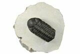 Austerops Trilobite - Visible Eye Facets #186723-1